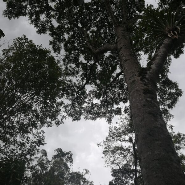 Zanthoxylum rhoifolium