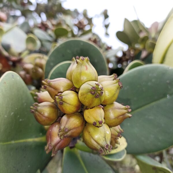 Clusia multiflora
