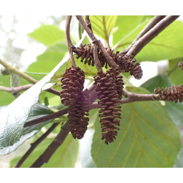 Alnus acuminata