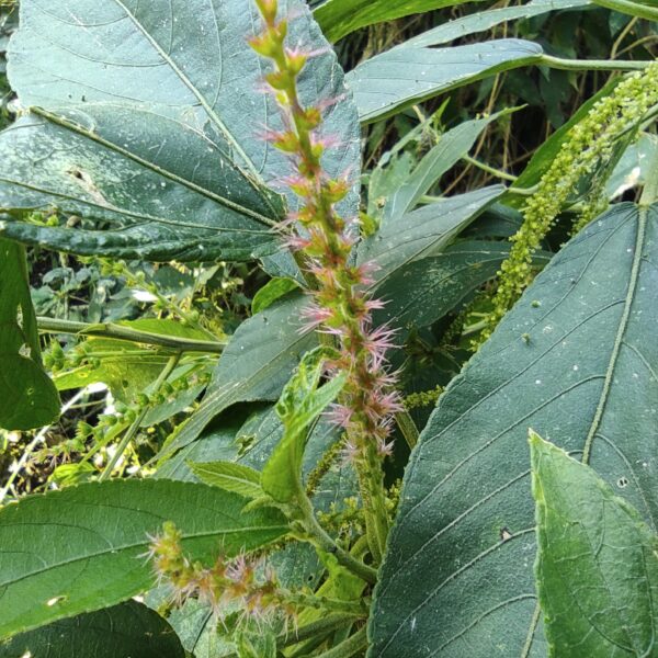 Acalypha diversifolia