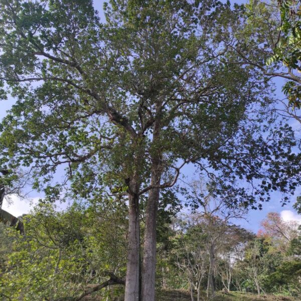 Anacardium excelsum