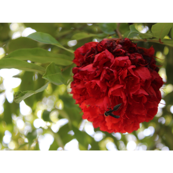 Brownea ariza