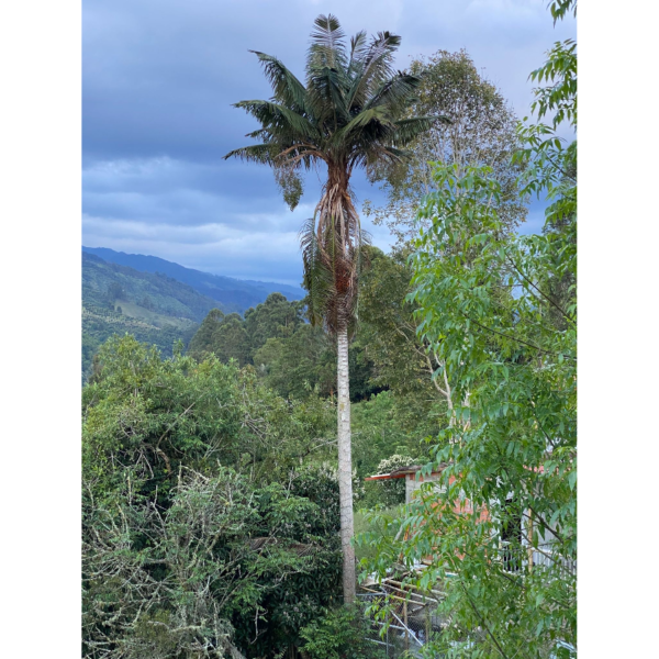 Ceroxylon alpinum