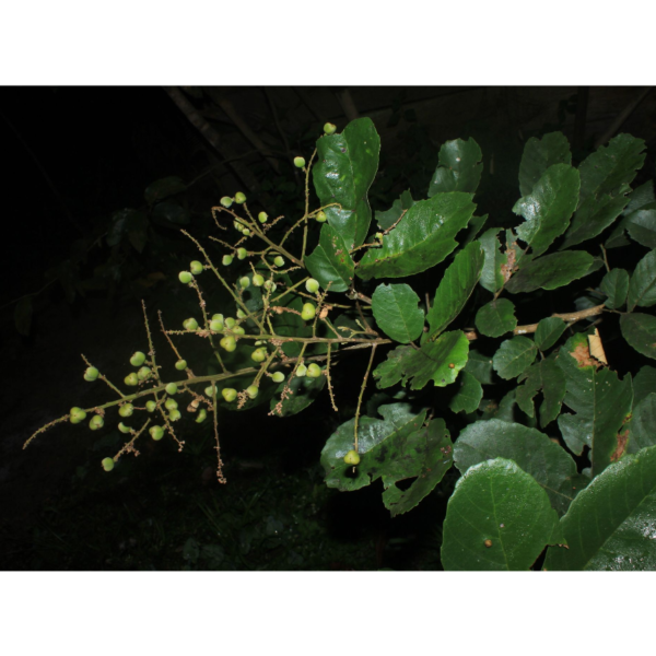 Cupania cinerea