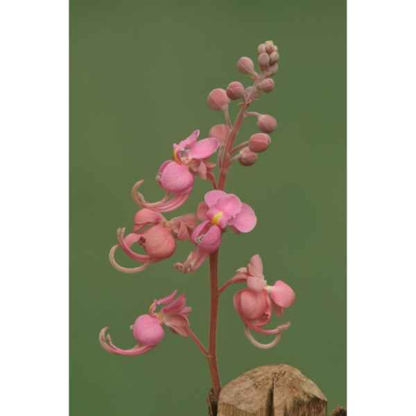 Cassia grandis