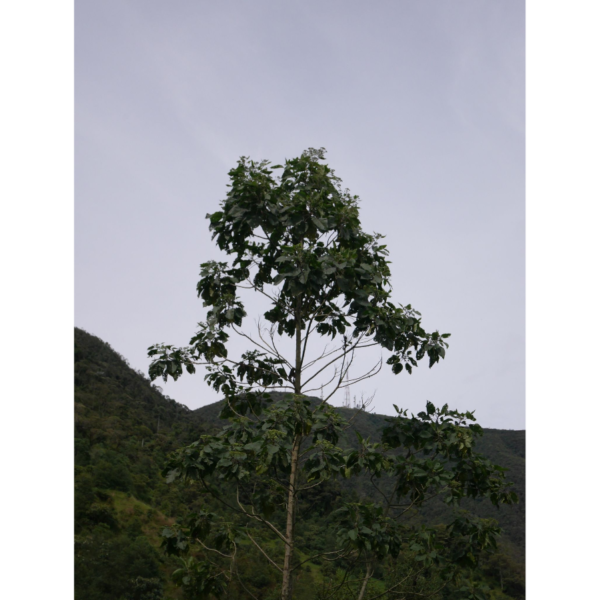 Citharexylum subflavescens