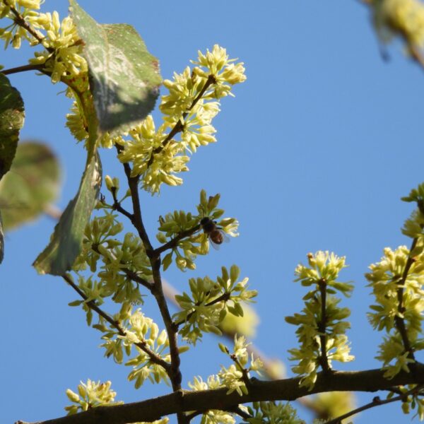 Casearia sylvestris