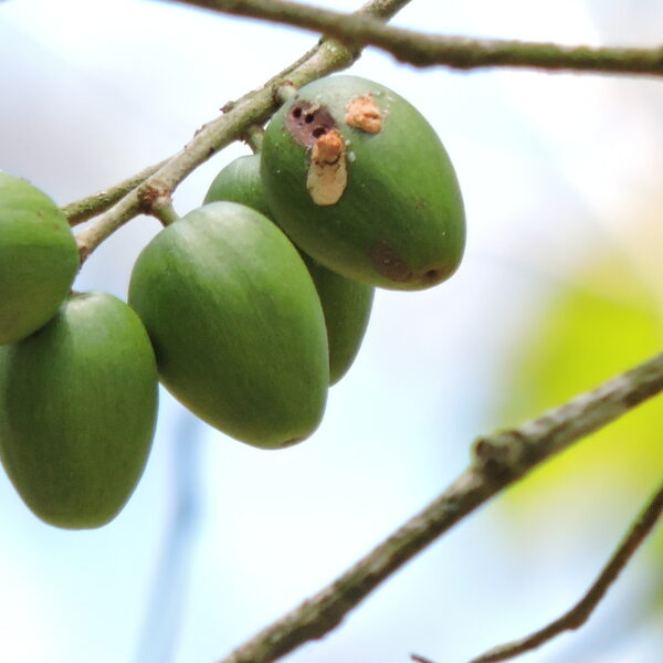 Chrysophyllum cainito