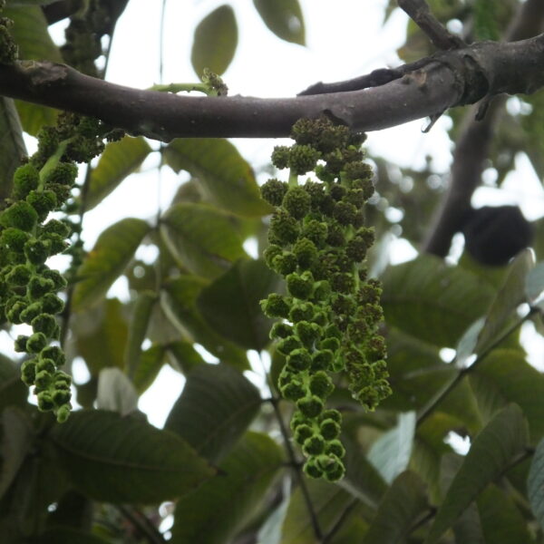 Juglans neotropica