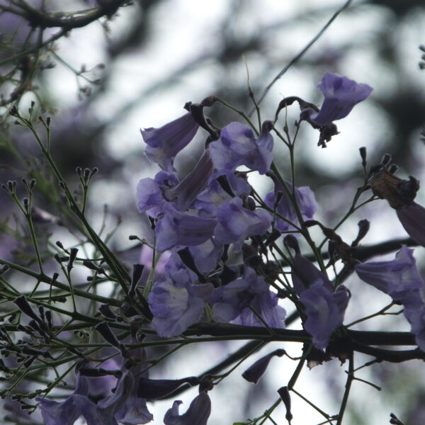 Jacaranda caucana