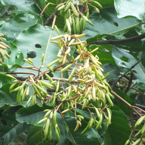 Ladenbergia oblongifolia