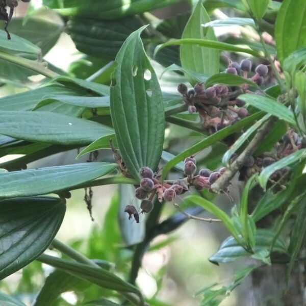 Cavendishia pubescens