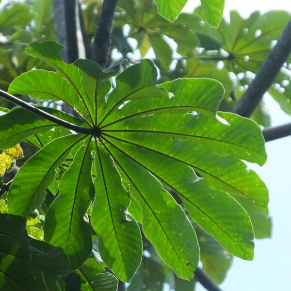 Cecropia mutisiana