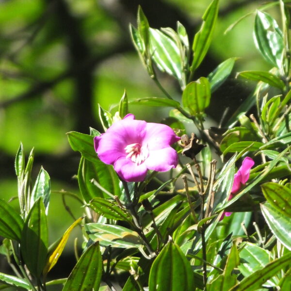Andesanthus lepidotus