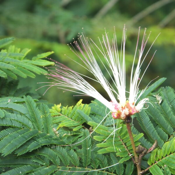 Calliandra pittieri