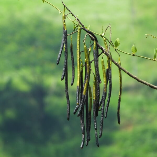 Senna spectabilis