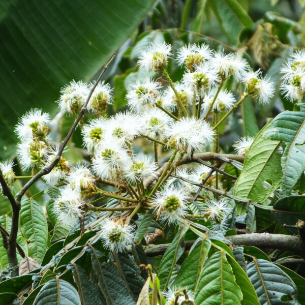 Inga spectabilis
