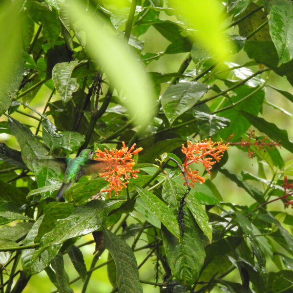 Palicourea thyrsiflora