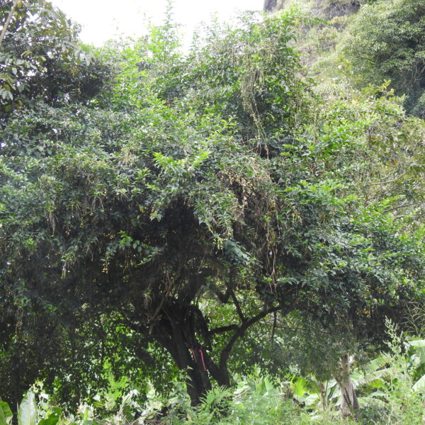 Duranta obtusifolia