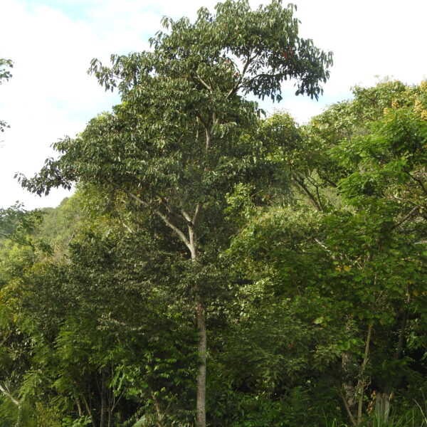 Persea caerulea