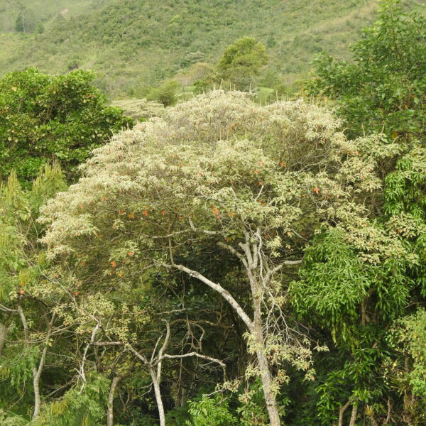 Croton hibiscifolius