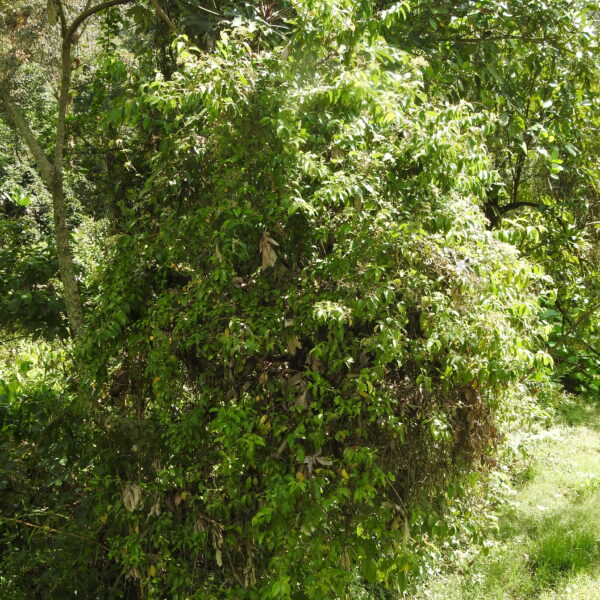Viburnum lehmannii