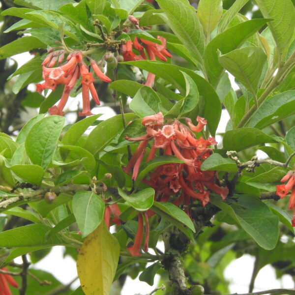 Iochroma gesnerioides