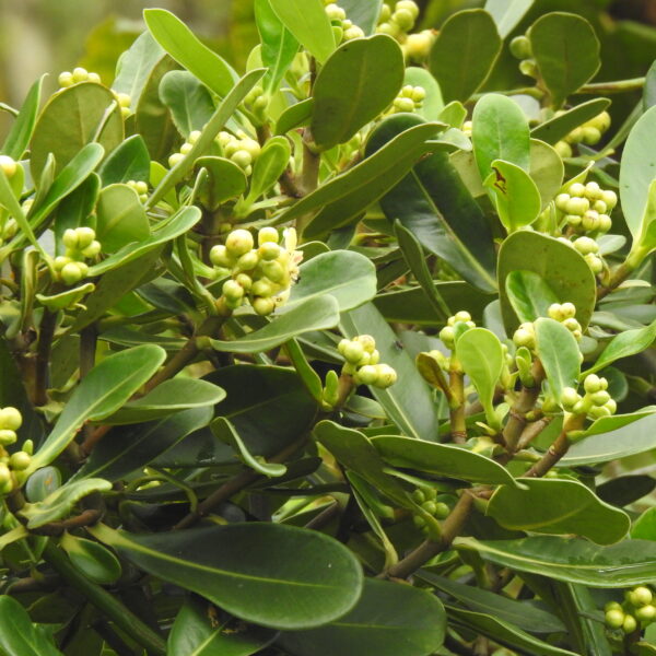 Clusia minor