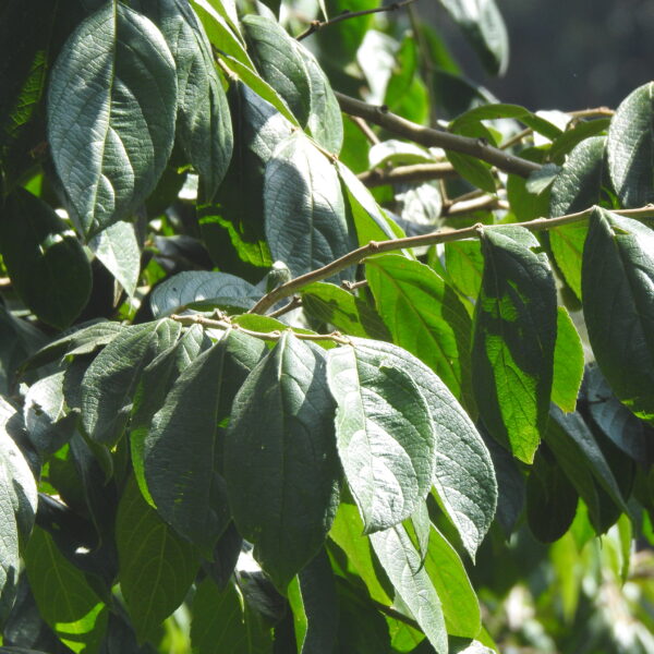 Casearia arborea