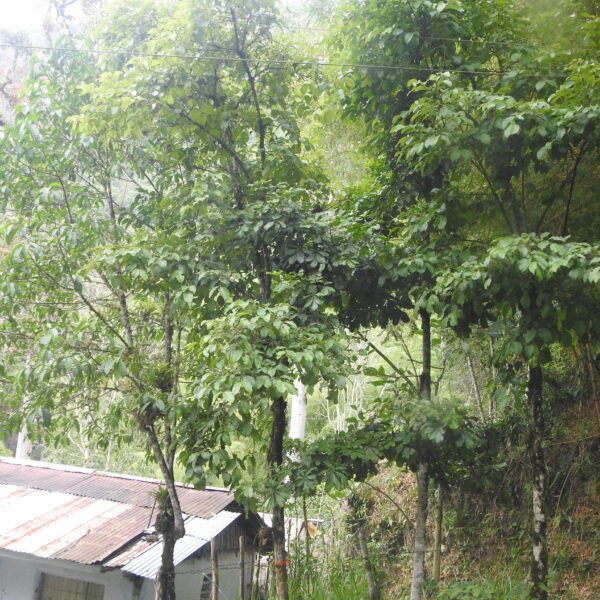 Campomanesia lineatifolia