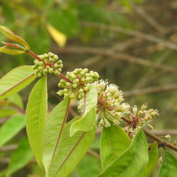 Adenaria floribunda