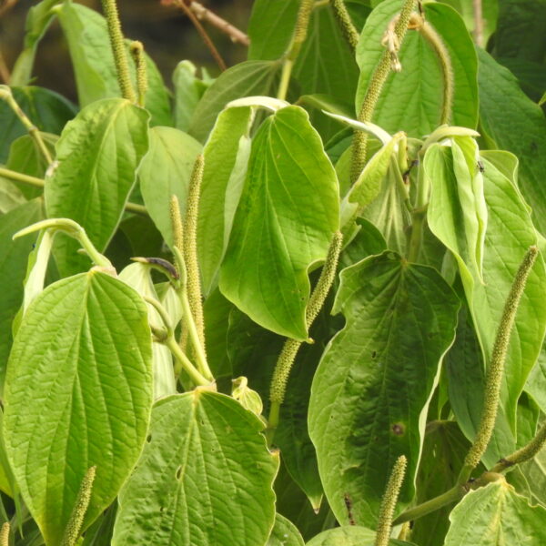 Piper hispidum