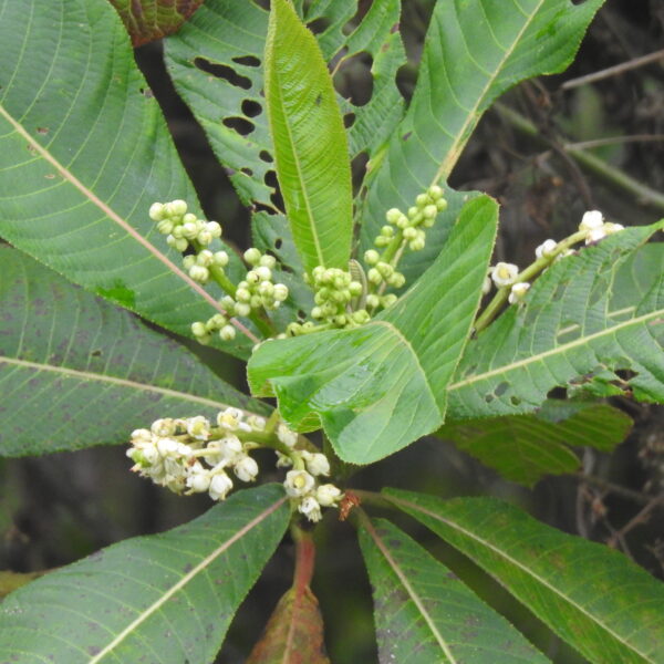 Saurauia cuatrecasasiana