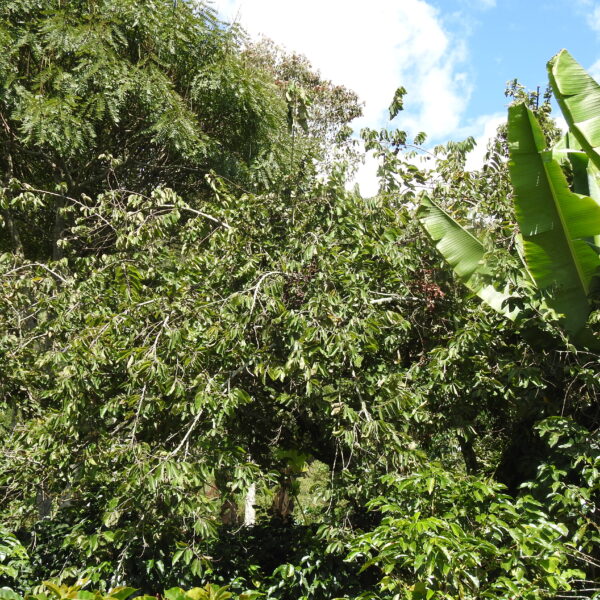 Annona cherimola