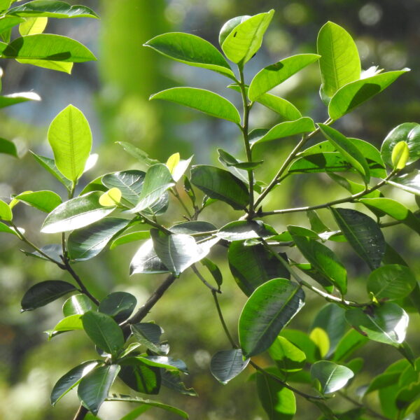 Ficus americana subsp. andicola