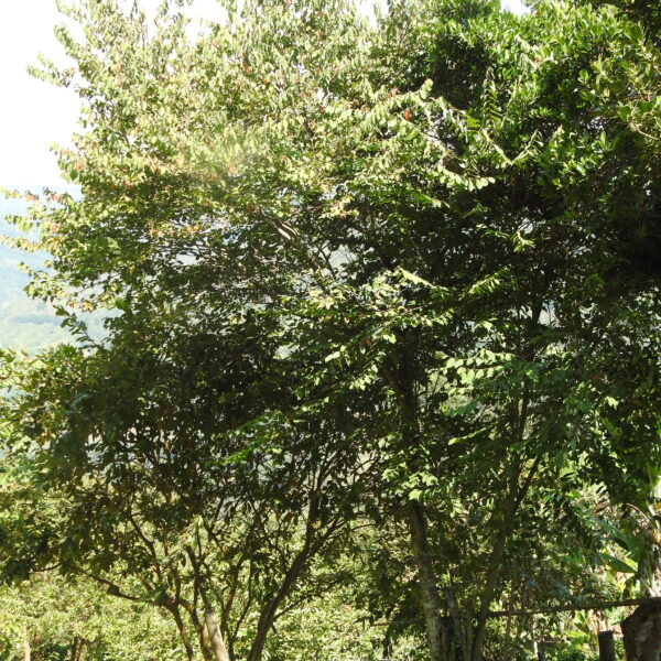 Banara glauca