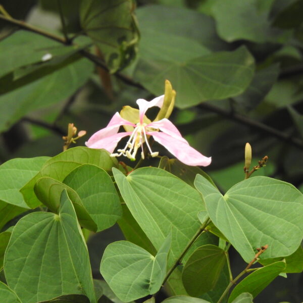 Bauhinia picta