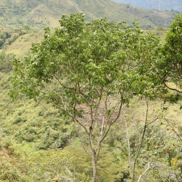 Sapindus saponaria