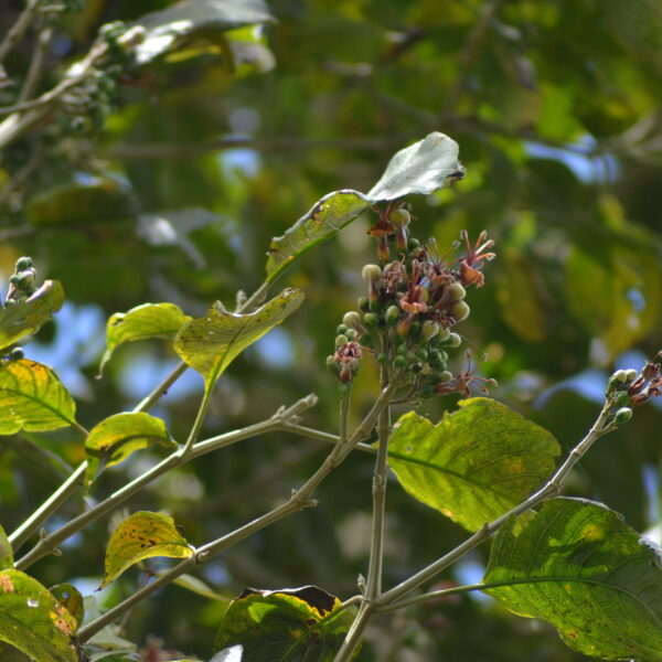 Trichanthera gigantea