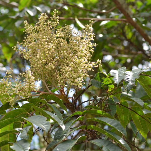 Toxicodendron striatum