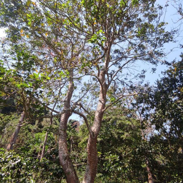 Erythrina fusca