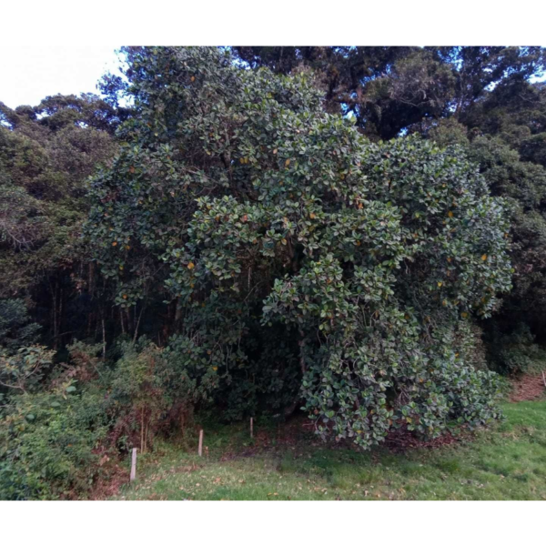 Ficus gigantosyce
