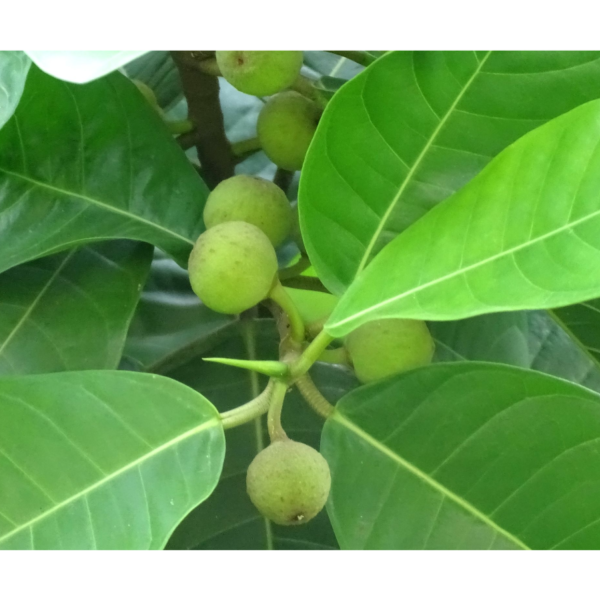 Ficus maxima