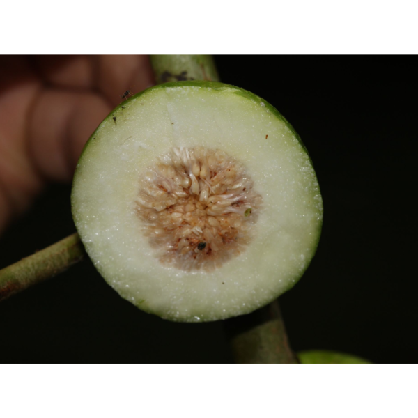 Ficus tonduzii