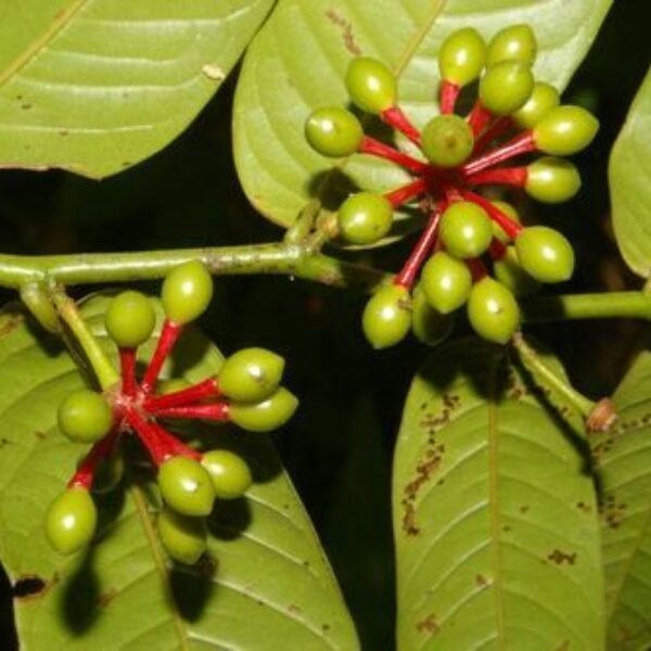 Guatteria amplifolia