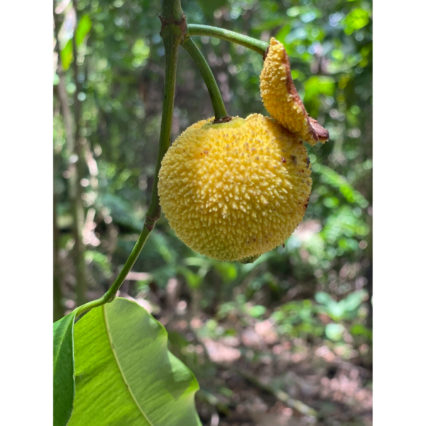 Garcinia madruno