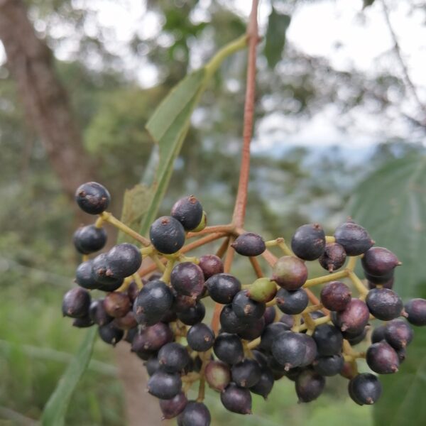 Viburnum toronis
