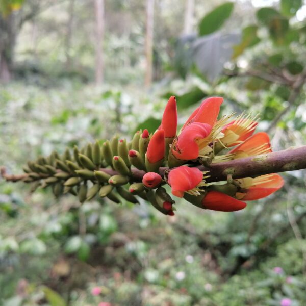 Erythrina edulis