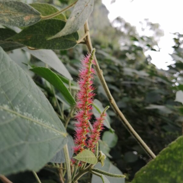 Acalypha macrostachya