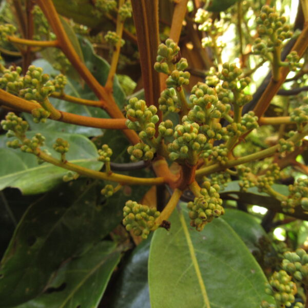 Ocotea leucoxylon